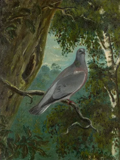 Stock Dove
