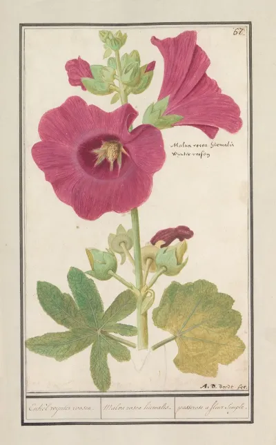 Stokroos Alcea Rosea Enkel Wynter Roosen Malva Rosea Hiemalis Passerose A Fleur Simple