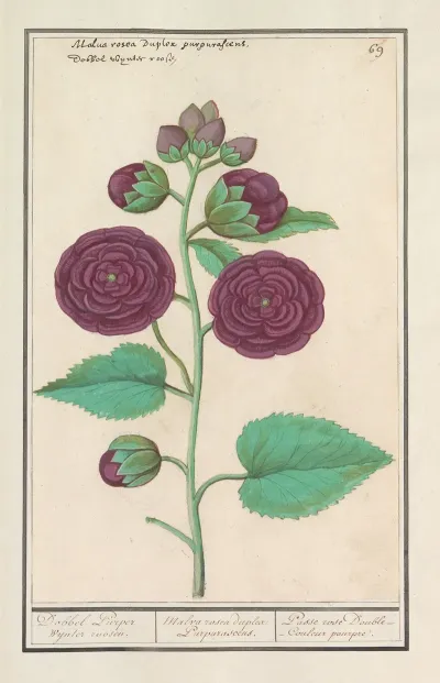 Stokroos Alcea Rosea