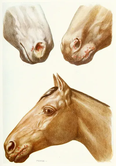 Stomatitis Eruptions