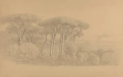 Stone Pines In The Gardens Of Villa Barberini In Albano 2