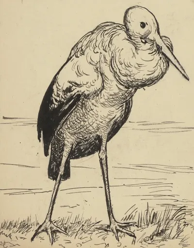 Storch 2