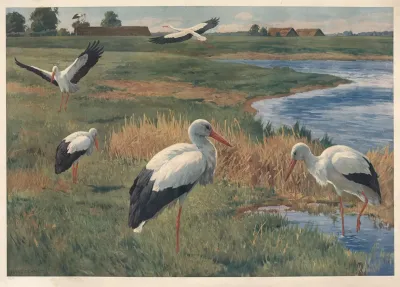 Stork 6