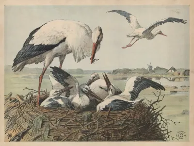 Stork 7