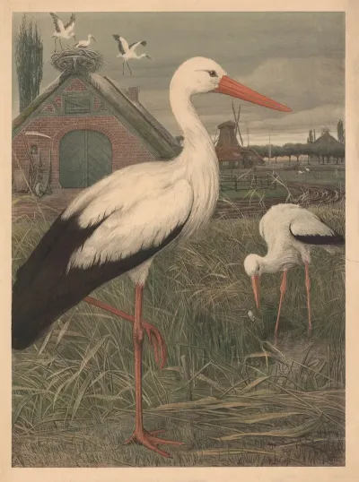 Stork 9