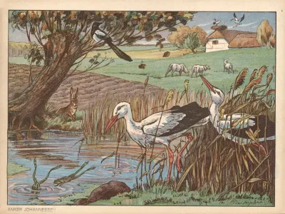 Stork Stork Langeben