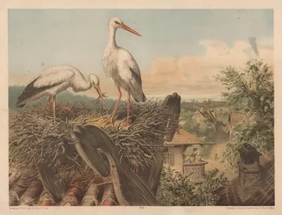 Storks 3
