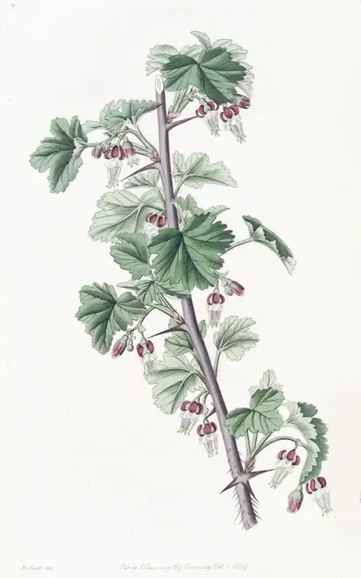 Straggling Gooseberry