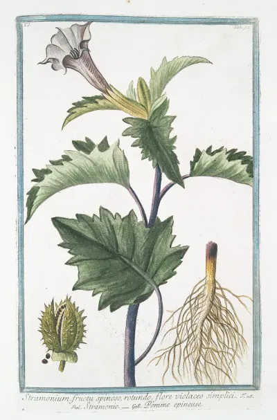 Stramonium Fructu Spinoso Rotundo Flore Violaceo Simplici Stramonio Pomme Epineuse Spiked Fruit Or Thornapple