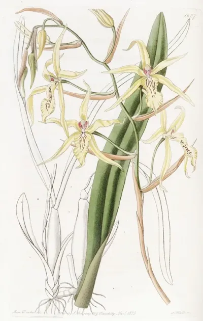 Straw Coloured Cyrtochilum