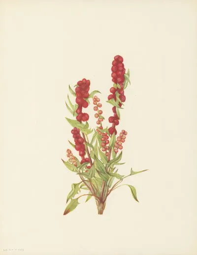 Strawberry Blite Chenopodium Capitatum 3