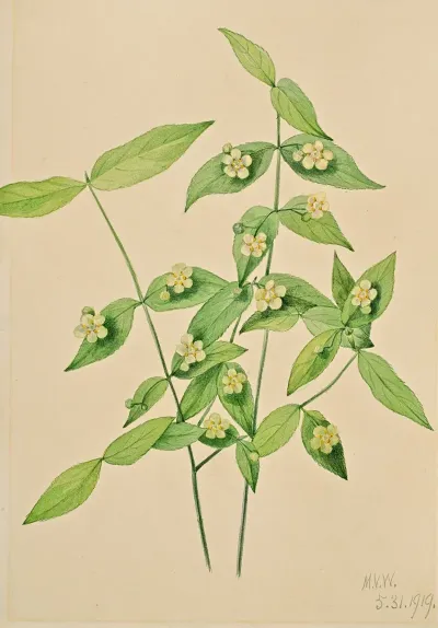 Strawberry Bush Euonymus Americanus