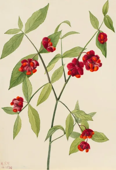 Strawberry Bush Hearts Bustin With Love Euonymus Americanus