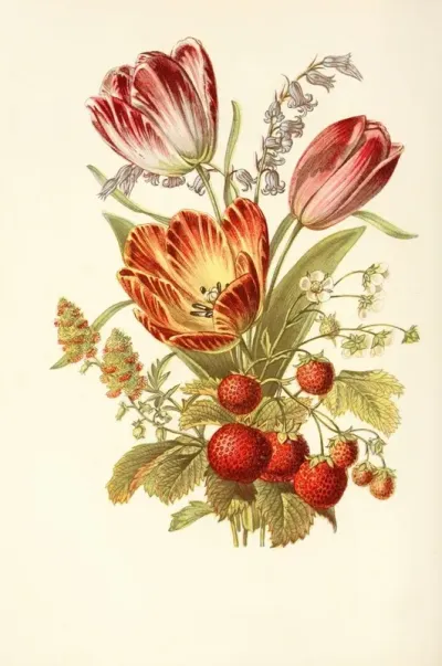 Strawberry Mignonette Blue Bell Tulip