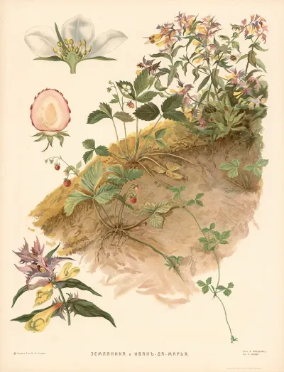 Strawberry Toadflax