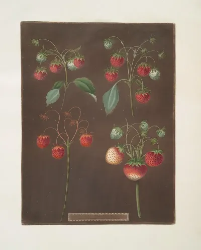 Strawberry Varieties Early Scarlet Late Scarlet Golden Drop Pine