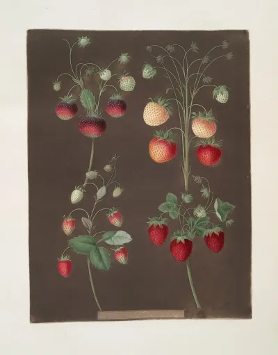 Strawberry Varieties Hoboy Chili Strawberry Scarlet Alpine Scarlet Flesh Pine