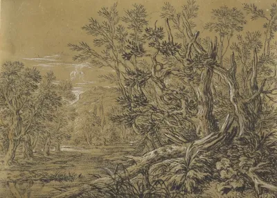 Stream Through An Ancient Forest