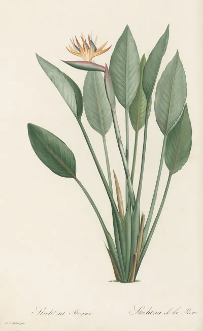 Strelitzia Reginae 2