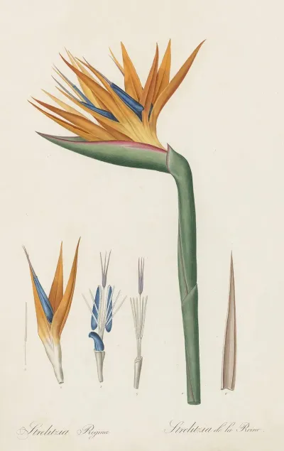 Strelitzia Reginae 3