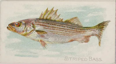 Striped Bass