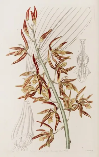Striped Houlletia