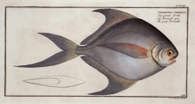 Stromateus Cinereus The Gray Stromate