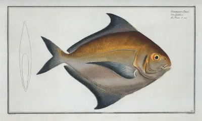 Stromateus Paru