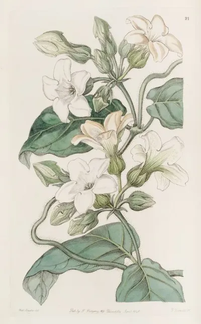 Strong Scented Schubertia