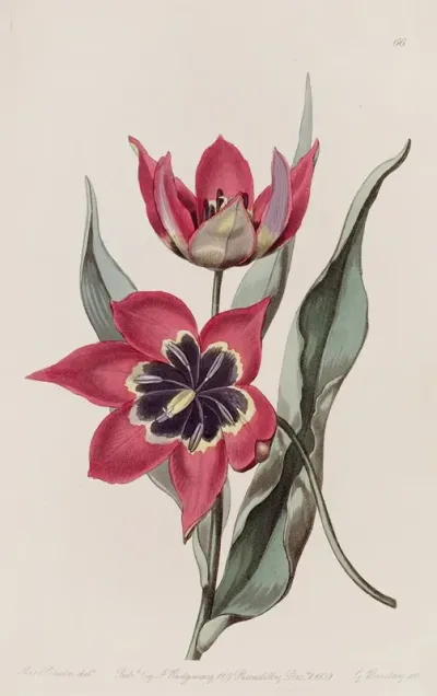 Strong Smelling Tulip