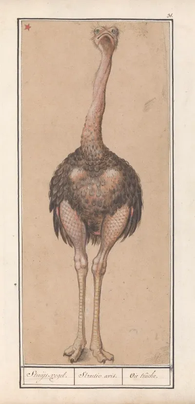 Struisvogel Struthio Camelus Struijs Vogel Strutio Avis Oie Truche