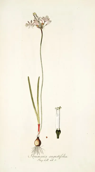 Strumaria Angustifolia
