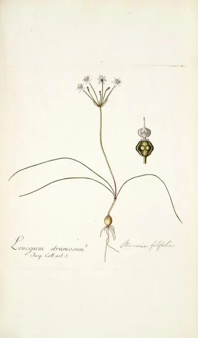 Strumaria Filifolia