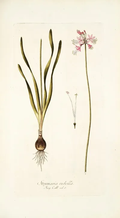 Strumaria Rubella