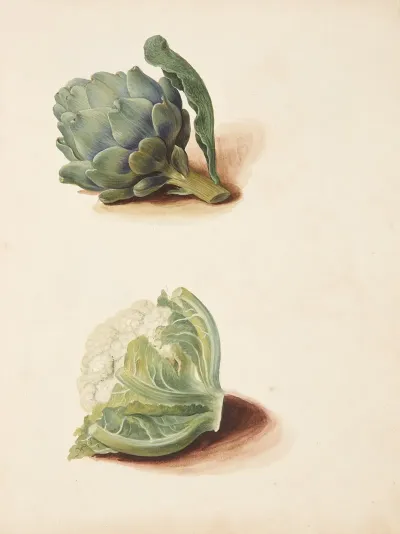Studie Af Artiskok Og Blomkalshoved