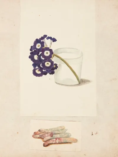 Studie Af Blomst I Glas Med Vand Og Hvide Asparges
