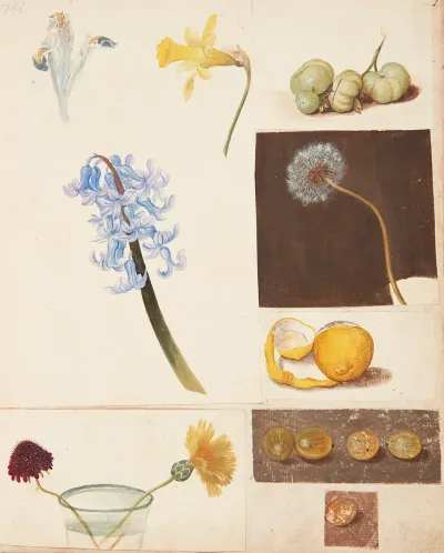 Studie Af Blomster Frugter Og Gronne Tomater