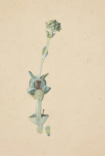 Studie Af En Blomst