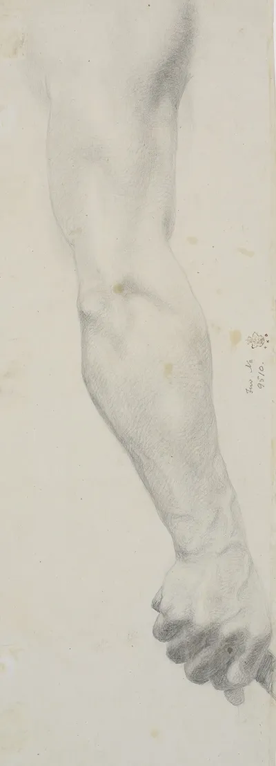 Studie Af Mandlig Hojre Arm