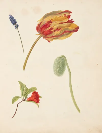 Studie Af Tulipan Og Andre Blomster