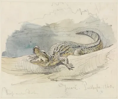 Studie Eines Alligators