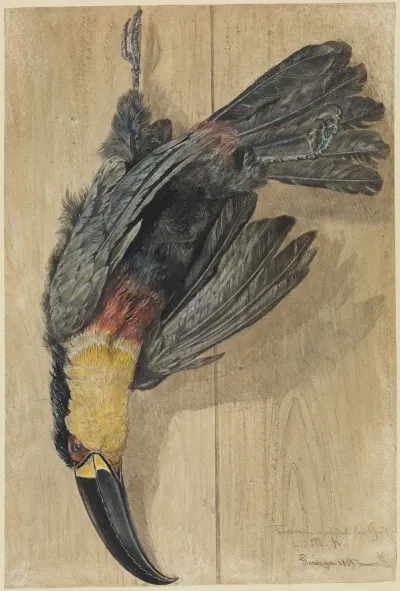 Studie Eines Toten Tukan Vogels