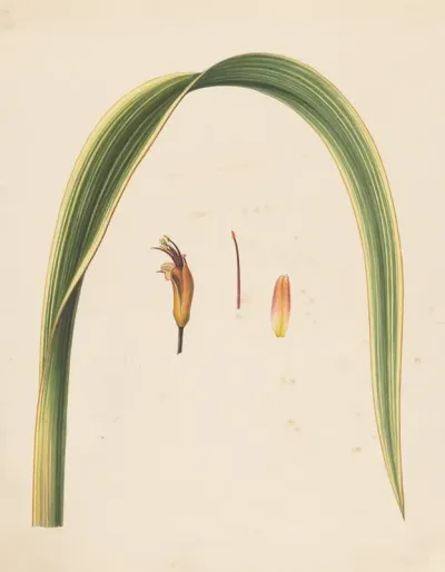 Studie Van Een Blad En Een Bloem