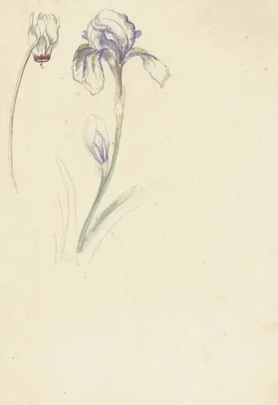 Studie Van Iris En Cyclaam