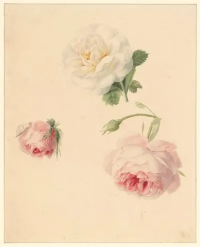 Studie Van Rozen
