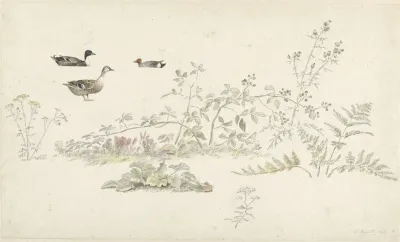 Studieblad Met Planten En Watervogels