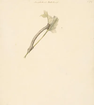 Studieblad Met Rups Amphidasis Betularia