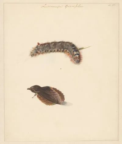 Studieblad Met Rups En Nachtvlinders Lasiocampa Quireifolia