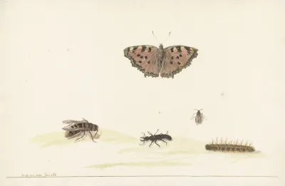 Studieblad Met Verschillende Insecten