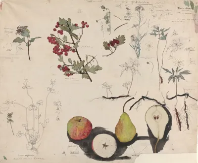 Studieblad Met Vruchten Planten En Bloemen